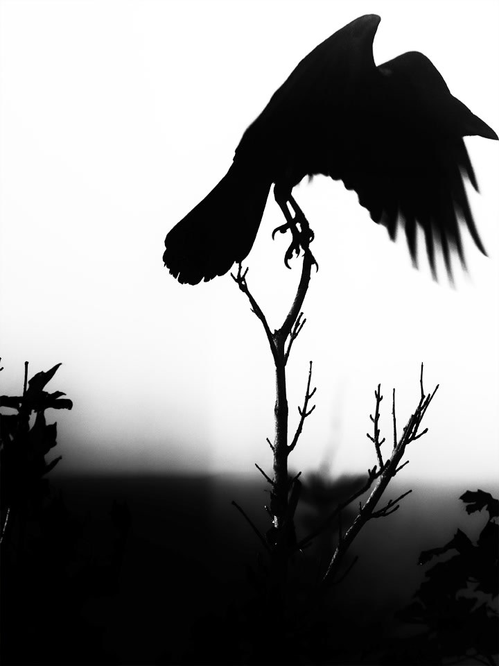 High-contrast study of precision movement